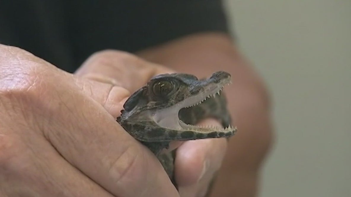 Young alligators can regrow severed tails